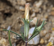 Linanthus dichotomus