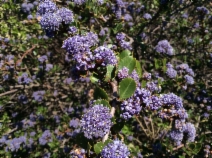 Ceanothus gloriosus var. exaltatus