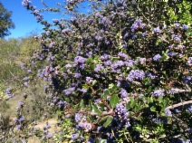 Ceanothus gloriosus
