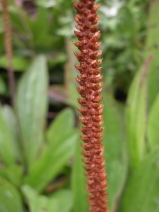 Plantago subnuda