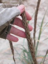 Elymus mollis ssp. mollis