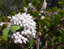 Arctostaphylos densiflora