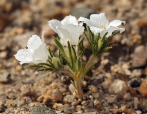 Linanthus parryae