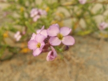 Cakile maritima
