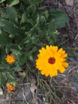 Calendula officinalis