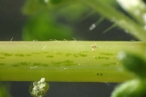 Urtica urens