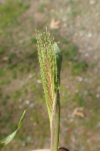 Hordeum murinum ssp. leporinum
