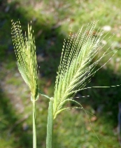 Hordeum murinum ssp. leporinum