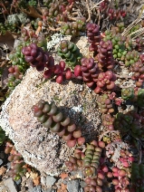 Sedum divergens