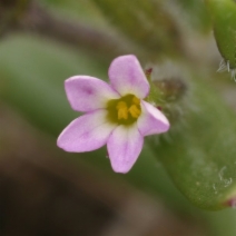 Microsteris gracilis