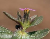 Microsteris gracilis