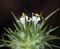 Navarretia intertexta
