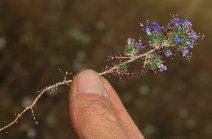 Navarretia jepsonii