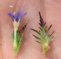 Navarretia jepsonii