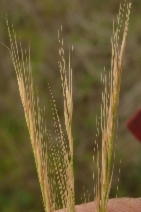 Festuca myuros