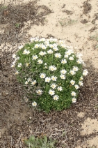 Argyranthemum frutescens