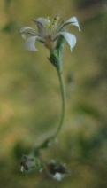 Ivesia pickeringii