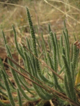 Ivesia pickeringii
