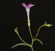 Navarretia sinistra