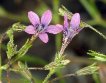Navarretia sinistra
