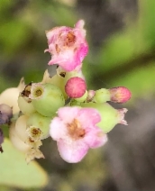 Symphoricarpos albus var. laevigatus
