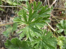 Sidalcea malviflora ssp. malviflora