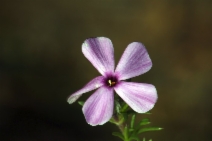 Phlox diffusa