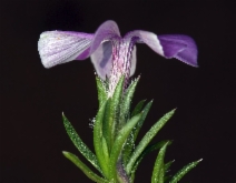 Phlox diffusa