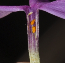Phlox diffusa