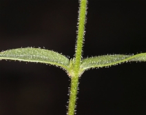 Phlox speciosa