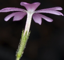 Phlox speciosa