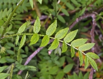 Polemonium carneum