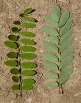 Robinia pseudoacacia