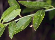 Polygala cornuta var. cornuta