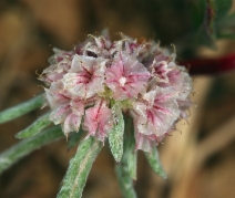 Chorizanthe membranacea