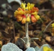 Eriogonum alpinum