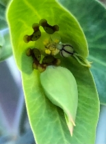 Euphorbia lathyris
