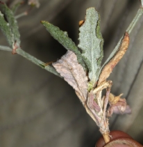 Eriogonum angulosum