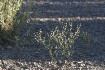 Eriogonum baileyi var. baileyi