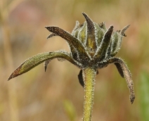 Helianthella castanea