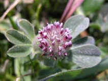 Trifolium macraei