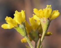Eriogonum congdonii