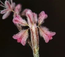 Eriogonum dasyanthemum
