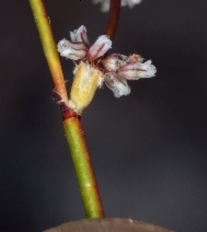 Eriogonum davidsonii