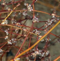 Eriogonum davidsonii