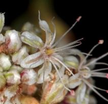 Eriogonum elatum