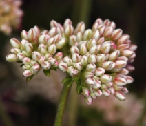 Eriogonum fasciculatum var. fasciculatum