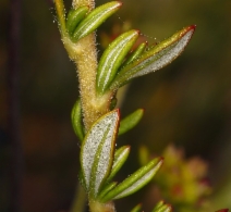 Eriogonum fasciculatum var. fasciculatum