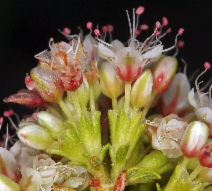 Eriogonum fasciculatum var. fasciculatum