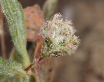 Eriogonum gossypinum